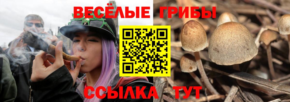 Галлюциногенные грибы Psilocybe Назарово
